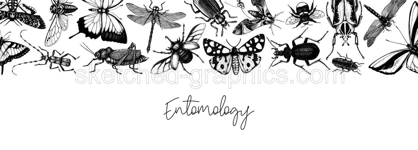 Hand-sketched insect banner template. Hand drawn beetles, bugs, butterflies, dragonfly, cicada, moths, bee illustrations in vintage style. Entomological frame vector design on chalkboard Illustration